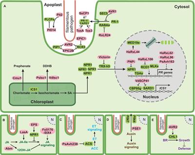 Manipulation of Phytohormone Pathways by Effectors of Filamentous Plant Pathogens